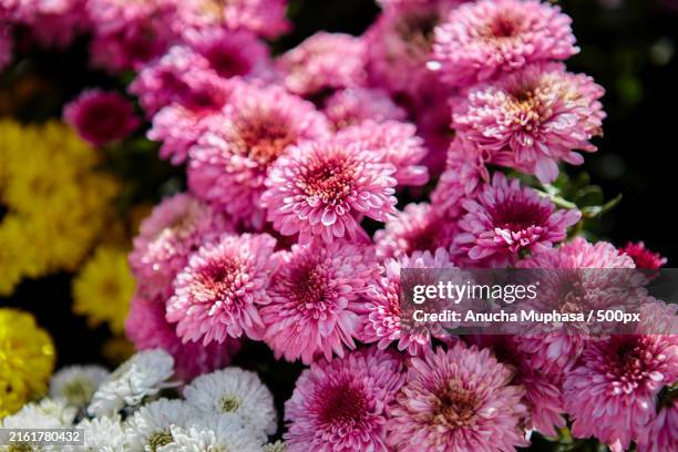 close-up of pink chrysanthemum flower blooming in the garden - chrysanthemum stock pictures, royalty-free photos & images