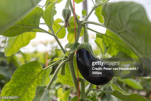view of plants growing in greenhouse - melanzana foto e immagini stock