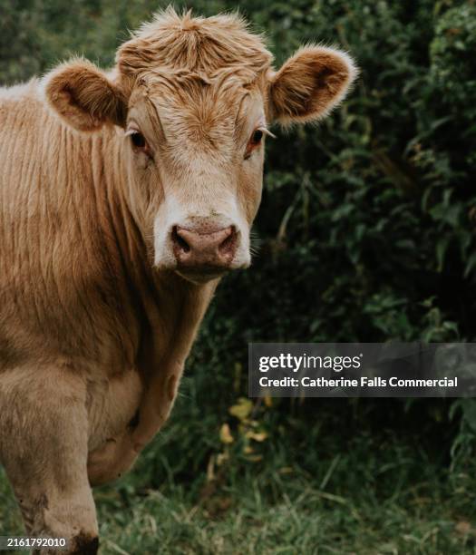 simple image of a heffer, standing in a field - cow gas stock pictures, royalty-free photos & images