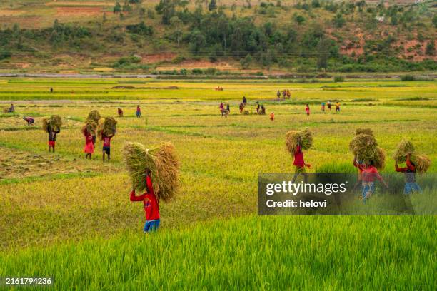 local people working on rice fields, madagascar - madagascar stock pictures, royalty-free photos & images