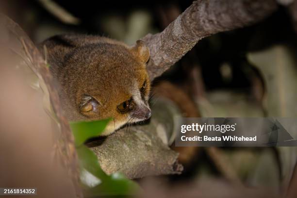 mouse lemur resting on a branch, madagascar - mouse lemur stock pictures, royalty-free photos & images