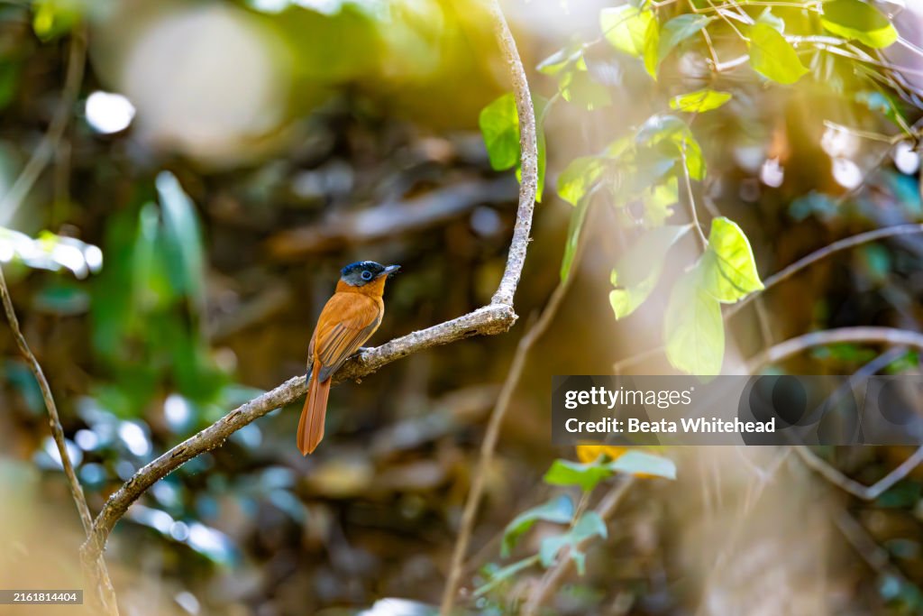 Madagascar Paradise Flycatcher, Madagascar