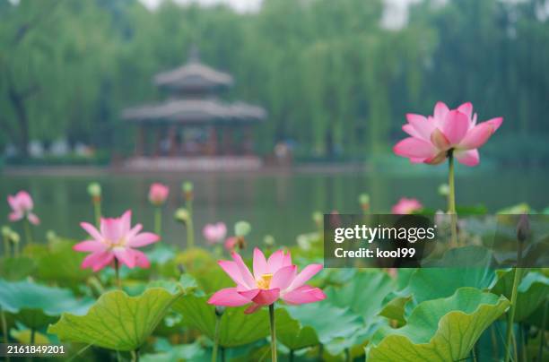 lotus flowers in classical chinese gardens - lotus water lily stock pictures, royalty-free photos & images