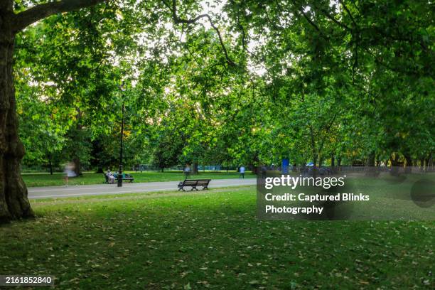 an empty bench with leaves and greenery in hyde park, london - riserva naturale foto e immagini stock