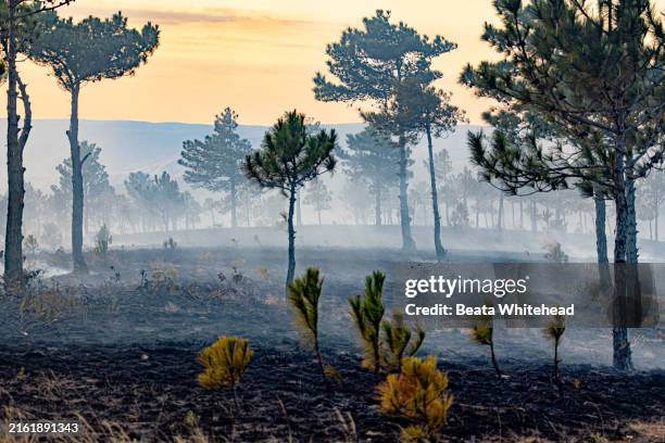 sunset over a scorched forest - klimaatverandering stockfoto's en -beelden