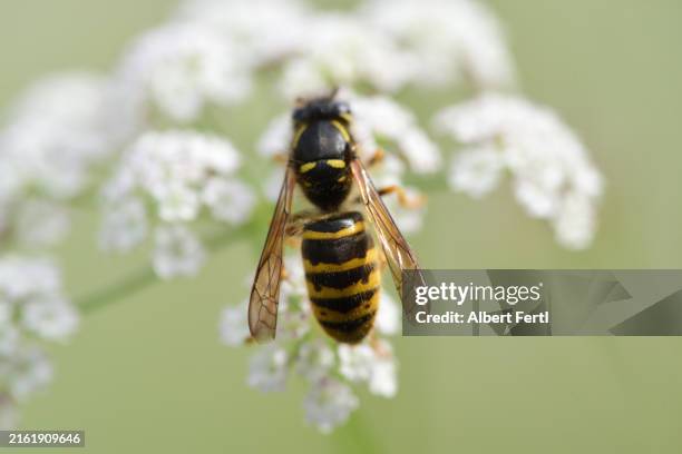 vespinae - steken-dierlijk-gedrag stockfoto's en -beelden