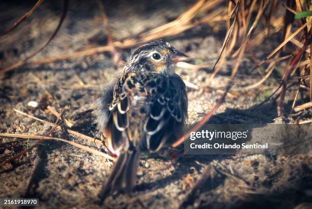 An endangered Florida grasshopper sparrow hops through its temporary aviary habitat shortly before being released on the prairie at Avon Park Air...