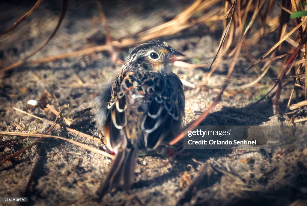 US-NEWS-FLA-WILDLIFE-SPARROW-OS
