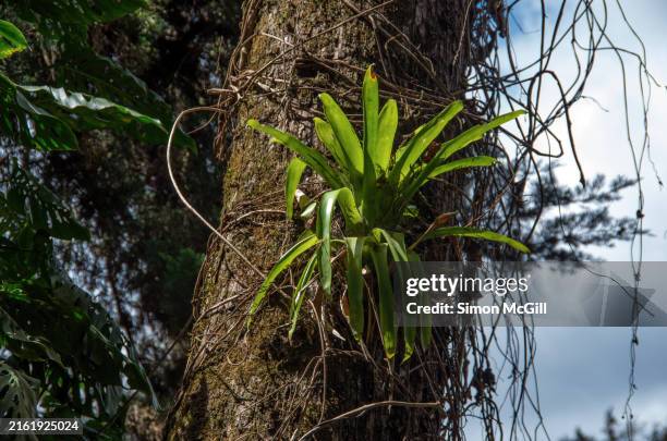 bromeliad growing on a tree trunk - bromeliad stock pictures, royalty-free photos & images