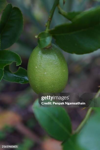 white flower lemon fruit tree - lemon botanical drawing stock pictures, royalty-free photos & images