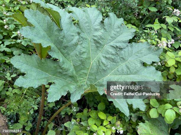 Gunnera Roots 145 Giant Gunnera Stock Photos, High-Res Pictures, and Images - Getty ...