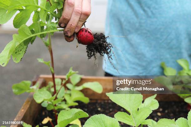 closeup of freshly harvested radish from a raised garden bed. - radijs stockfoto's en -beelden