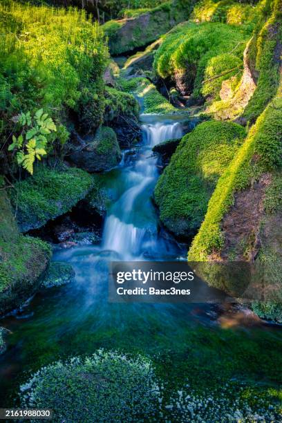 a small stream in the forest - norway - provincia de vestfold og telemark fotografías e imágenes de stock