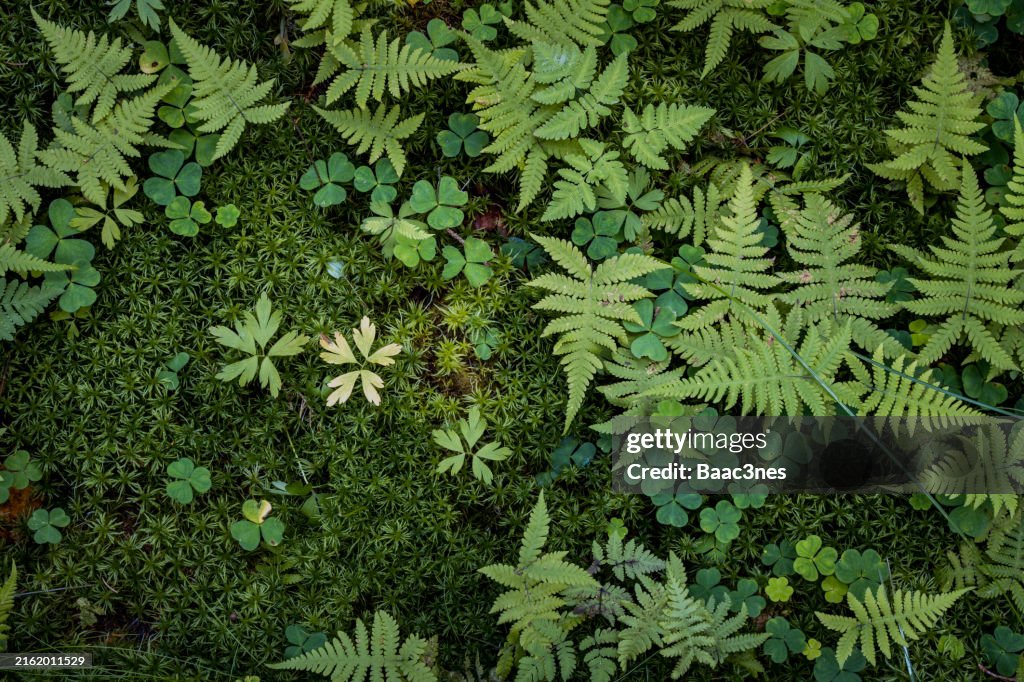 On the forest floor- Norwegian forest in July
