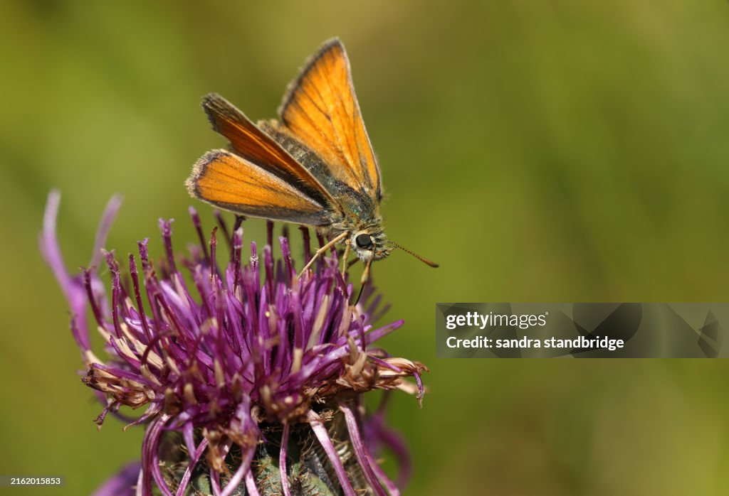 A Small Skipper Butterfly, Thymelicus sylvestris, nectaring on the flower of a Greater knapweed plant, Centaurea scabiosa, growing in a wildflower meadow.