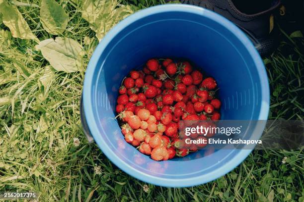 harvested strawberries in a blue bucket in the garden, top view - bucket stock pictures, royalty-free photos & images
