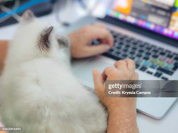 using a laptop computer with a cat - cat keyboard stock pictures, royalty-free photos & images