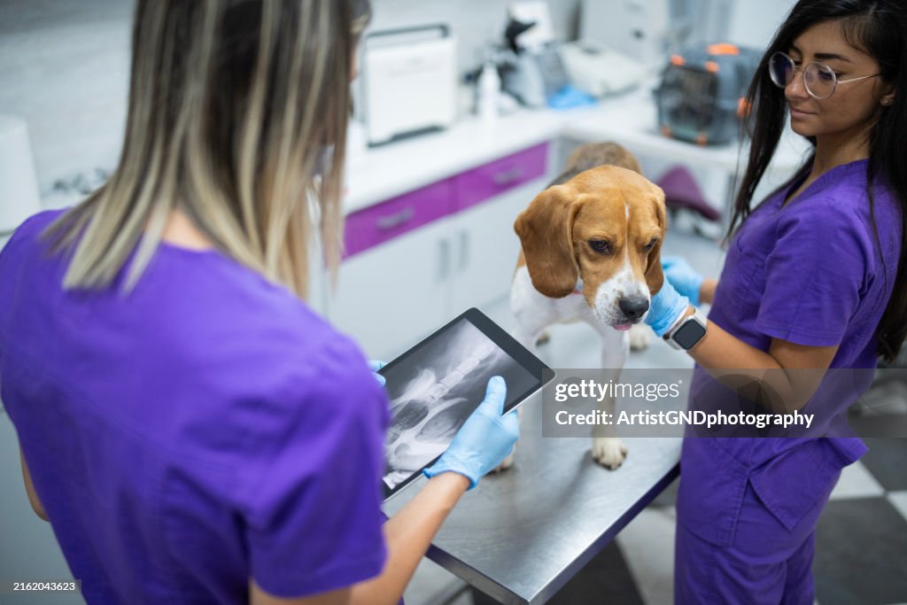 Two experienced veterinarians examining an x ray image.