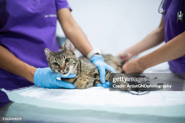 equipo de veterinarios examinando a un gato en la mesa de una clínica veterinaria. - derechos de los animales fotografías e imágenes de stock