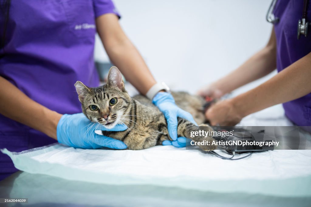 Equipe de veterinários examinando um gato à mesa na clínica veterinária.