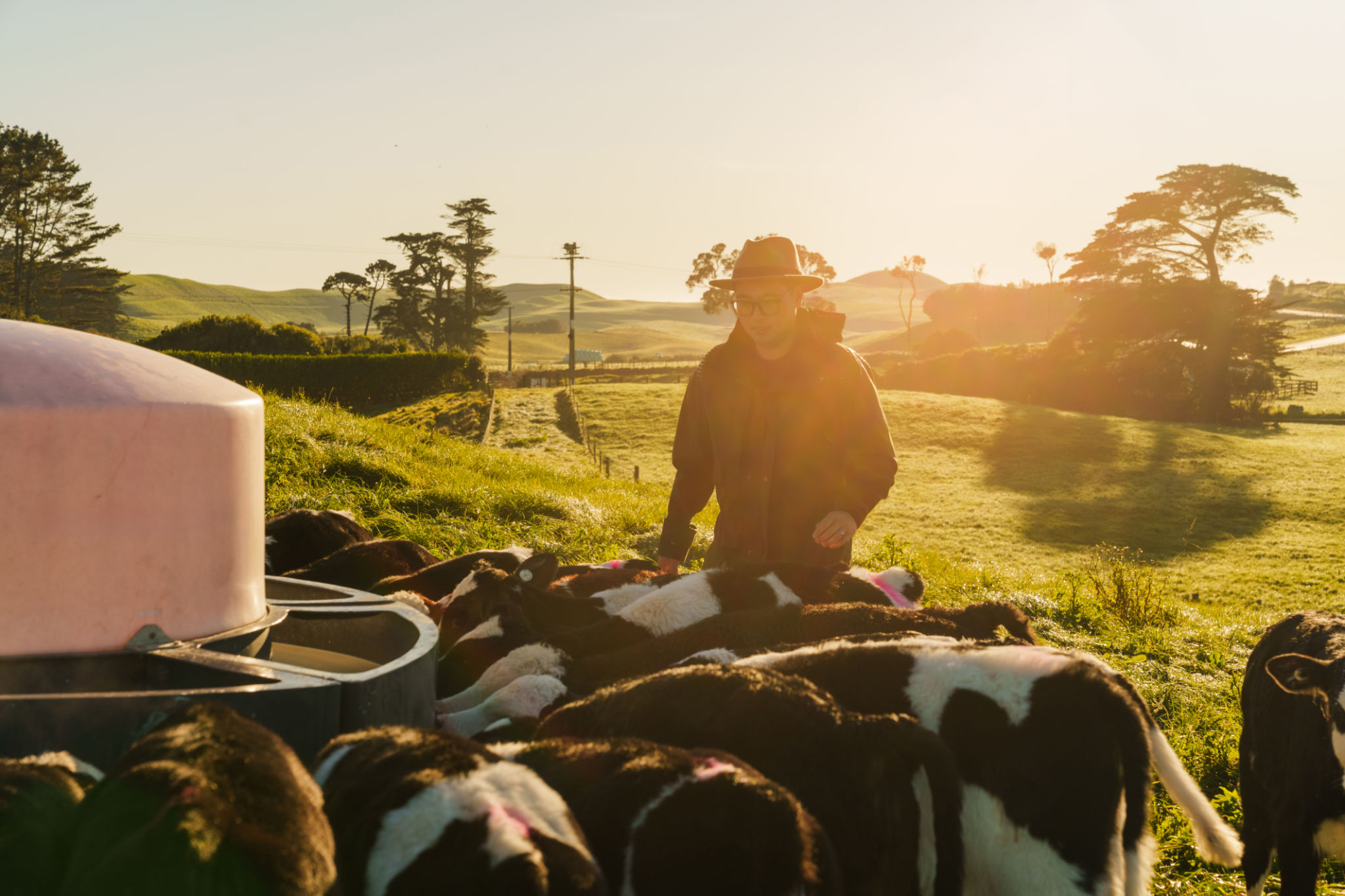 Dairy calves drinking milk. Dairy calves drinking milk.