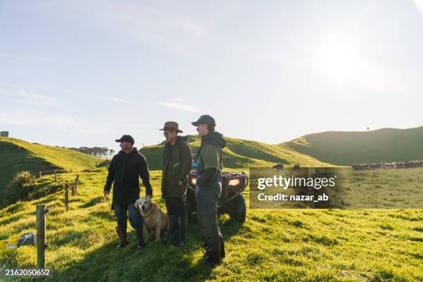 männliche landwirte bei der inspektion von vieh auf der weide. - nordinsel von neuseeland stock-fotos und bilder