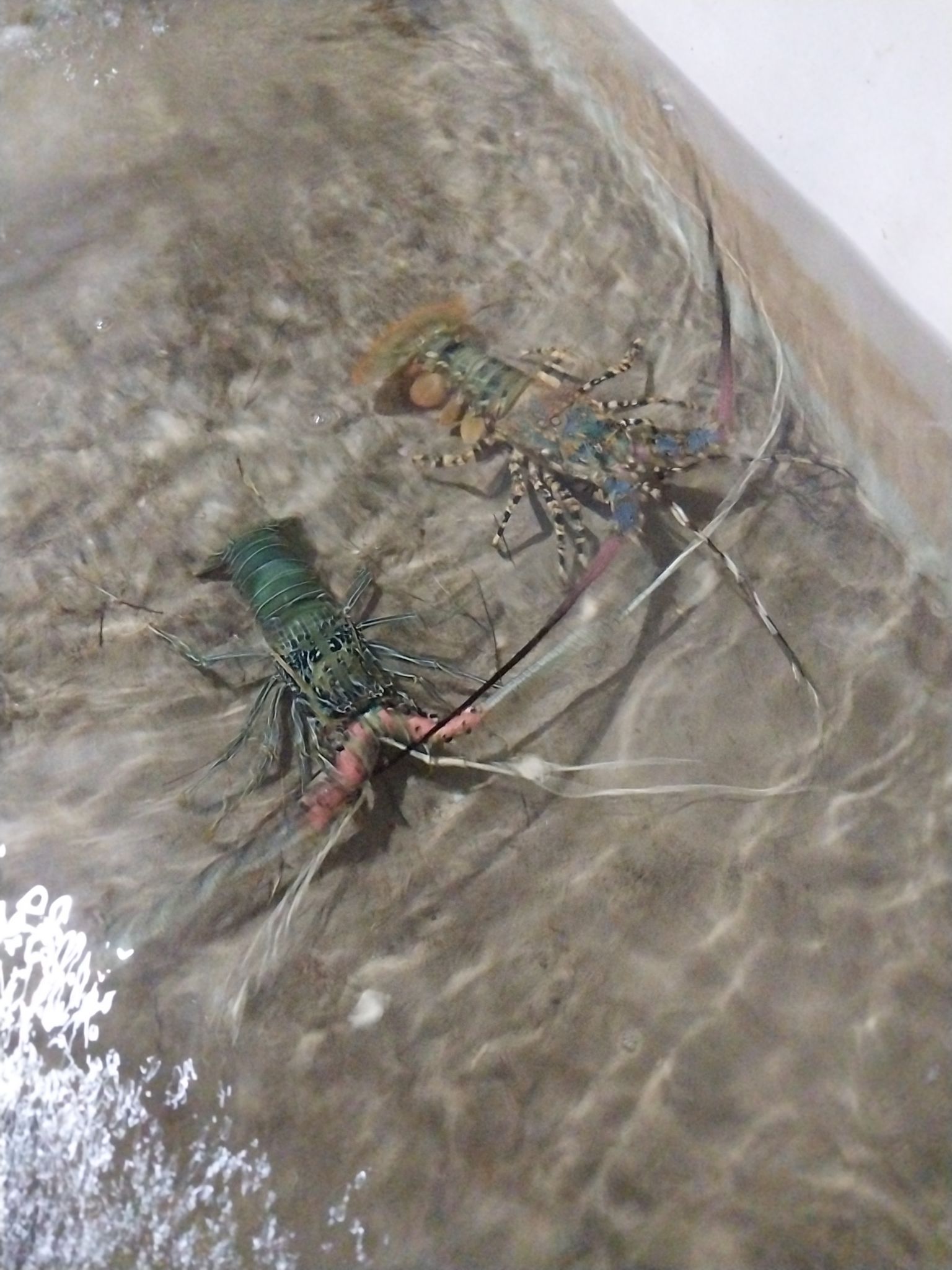 Spiny sea lobsters in the pond Spiny sea lobsters in the pond