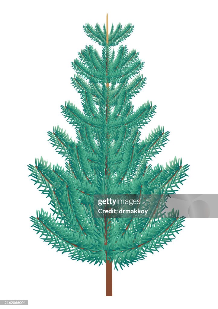 Blue Spruce Tree