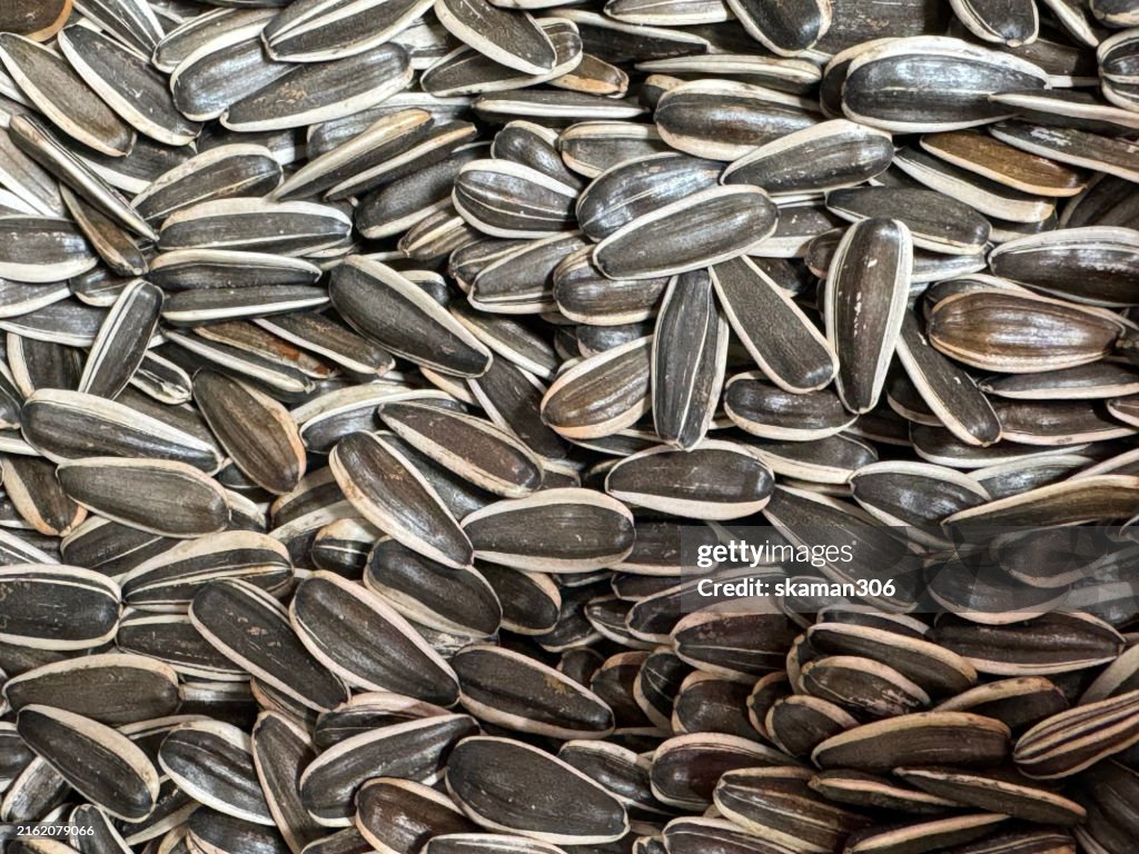 Close up dried sunflower with texture and pattern