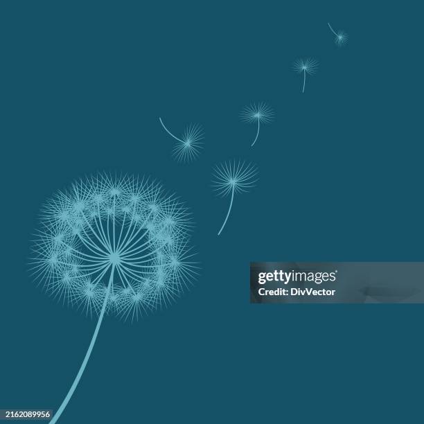dandelion vector illustration - dandelion stock illustrations