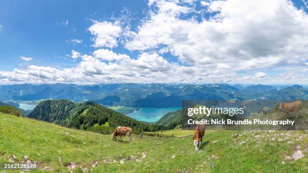 dairy milk. - attersee stock-fotos und bilder