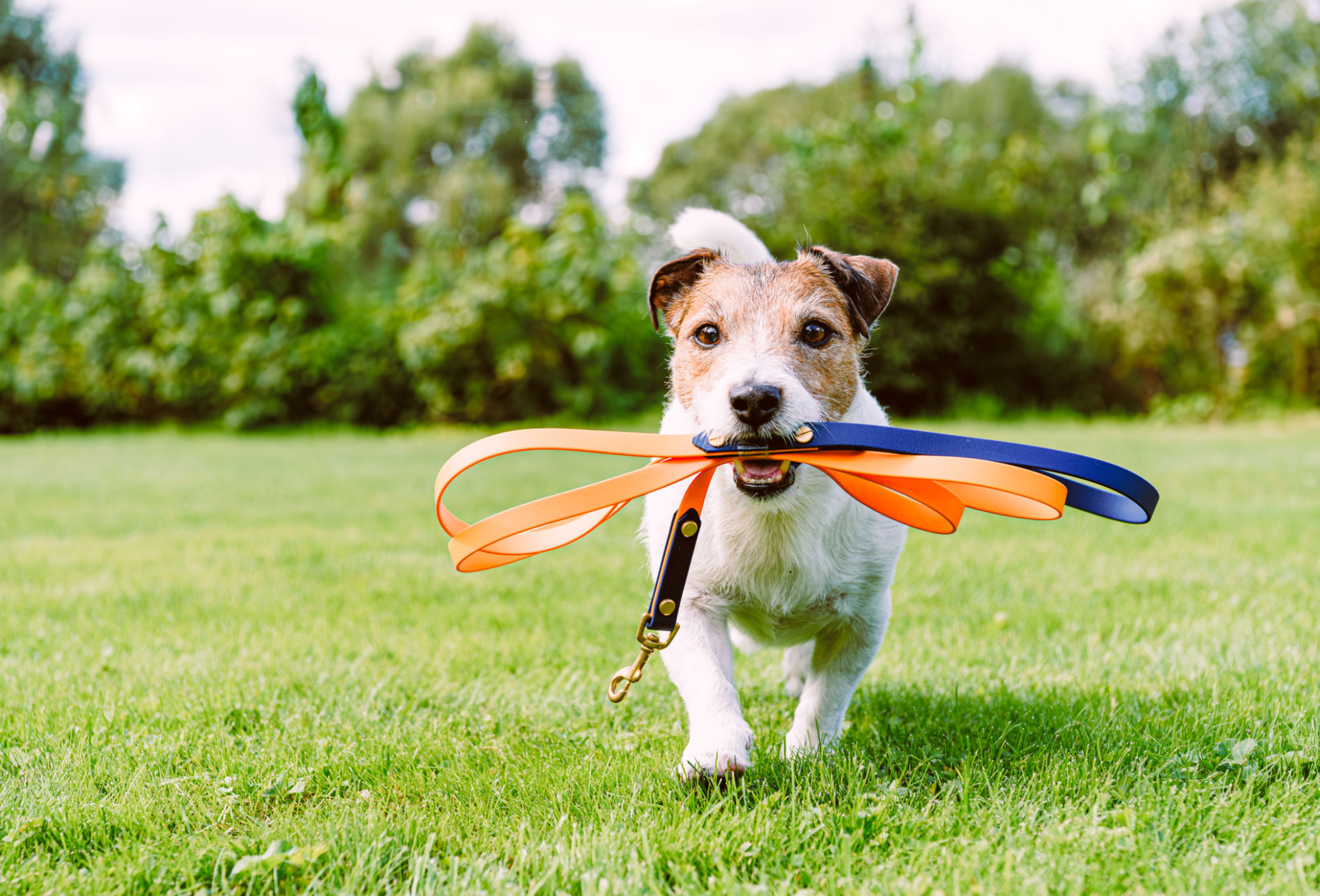pet-friendly park