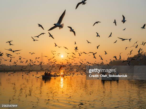 flock of birds above river in new delhi - tierwanderung stock-fotos und bilder