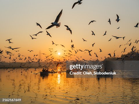 Vogelschwarm über dem Fluss in Neu-Delhi Vogelschwarm über dem Fluss in Neu-Delhi