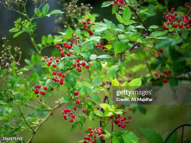 swamp dewberry bush - lampone mora di rovo foto e immagini stock