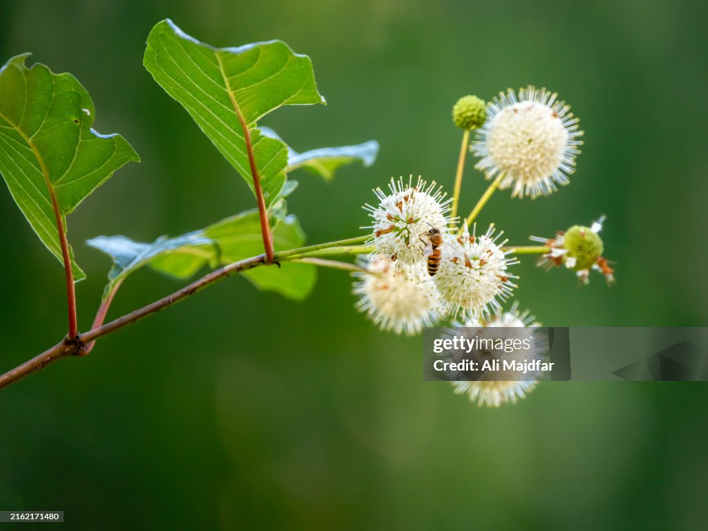 Common Buttonbush