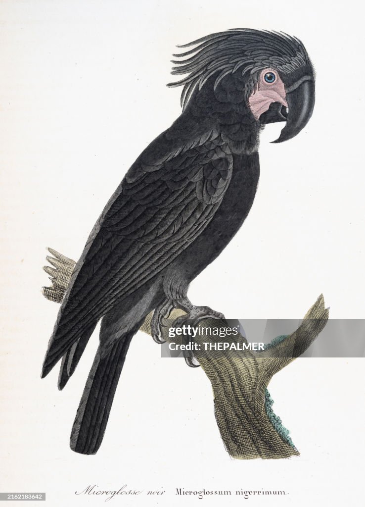 1840 BLACK PALM COCKATOO - Hand-Colored Steel Engraving with Gum Arabic Finish from Complements de Buffon