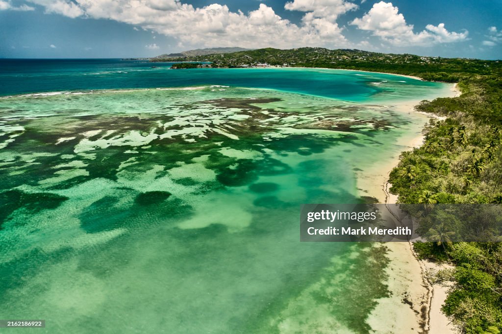 Sea grass beds, Buccoo, Tobago