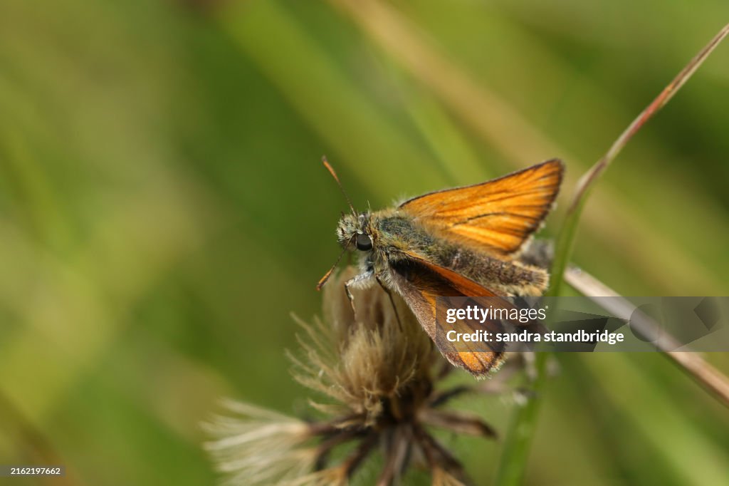 A Small Skipper Butterfly, Thymelicus sylvestris, plant growing in a wildflower meadow.