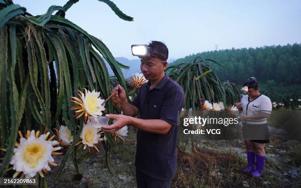 Farmer wearing head lamp seizes nighttime to pollinate dragon fruit flowers at the dragon fruit base on July 16, 2024 in Rongshui Miao Autonomous...
