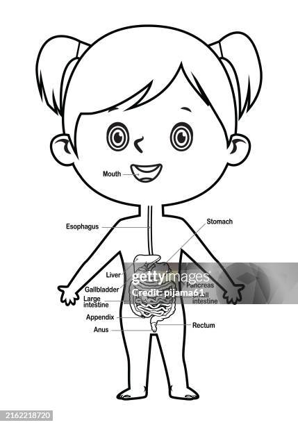 mädchen- und verdauungssystemdiagramm - human-digestive-system-diagram stock-grafiken, -clipart, -cartoons und -symbole