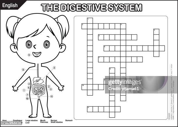 crossword puzzle. the digestive system. fun educational game for kids. testing the knowledge of schoolchildren. - worksheet stock illustrations