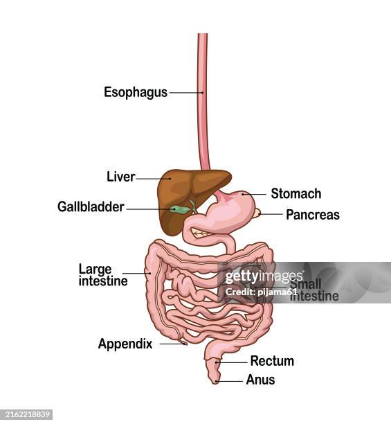 human digestive system - human-digestive-system-diagram stock-grafiken, -clipart, -cartoons und -symbole