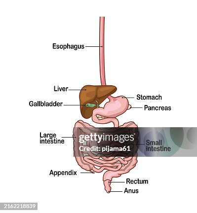 Human Digestive System Human Digestive System