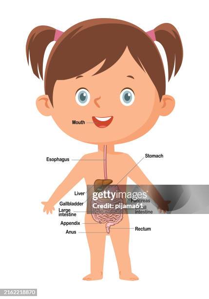 mädchen- und verdauungssystemdiagramm - human-digestive-system-diagram stock-grafiken, -clipart, -cartoons und -symbole
