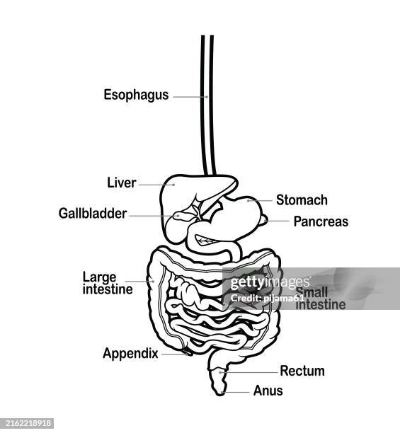 stockillustraties, clipart, cartoons en iconen met human digestive system - maag darm leverziekten