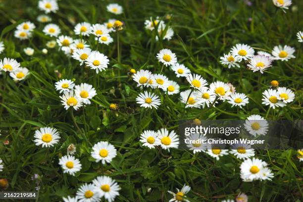 frühling, gänseblümchen - pianta di camomilla foto e immagini stock