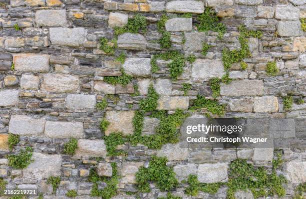 hintergrund, mauer, efeu - stone wall stock pictures, royalty-free photos & images