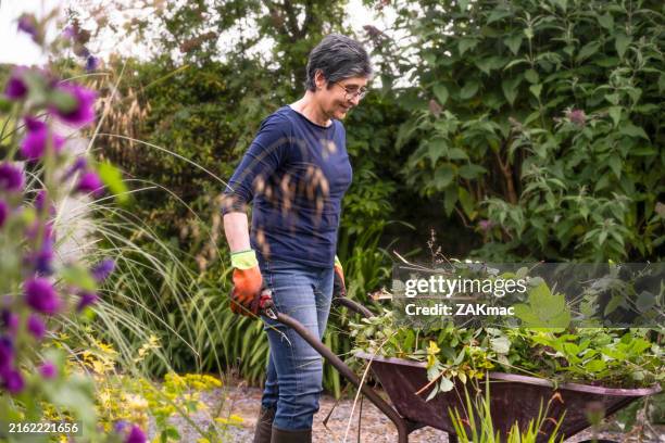 woman gardening in a british garden stock photo. - kruiwagen stockfoto's en -beelden