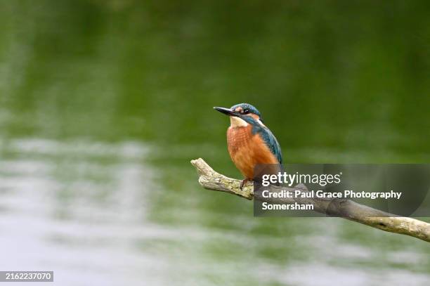 kingfisher (alcedo atthis) perches on a branch, - kingfisher stock pictures, royalty-free photos & images